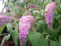 Sommerflieder 29.7..webp