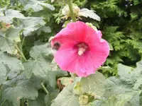Stockrose.webp