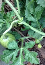 wassermelone2.webp