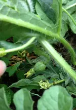 wassermelone3.webp