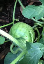wassermelone4.webp