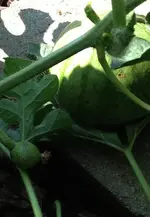 wassermelone7.webp