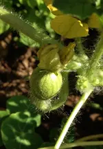 Wassermelone6.webp