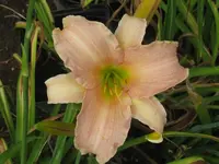 altrosa_1024x768.webp