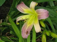 lovley light2_1024x768.webp