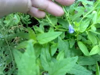 290720131398.webp