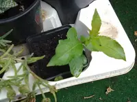 290720131401.webp