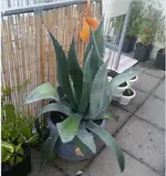 agave.webp