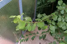 IMAG0237.webp