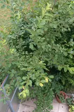 IMAG0241.webp