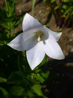 P1000280.webp