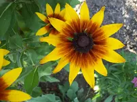 Blüte.webp