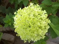Hortensie 1.webp