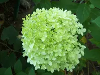 Hortensie.webp