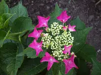 Hortensie rot.webp