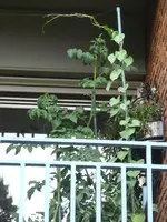 P1020528.webp