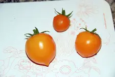 DSC_7746.2.webp
