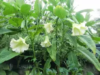 CIMG8926.webp