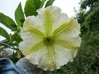 CIMG8917.webp