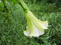 CIMG8916.webp