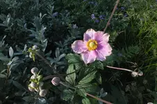 herbstanemone.webp