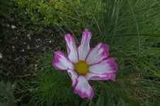 jungfer im grünen.webp