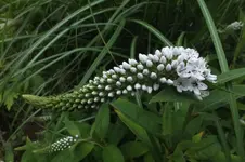 schneefelberich.webp