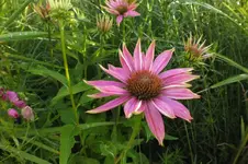 2013_0730Sommer0012 echi.webp