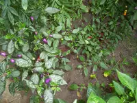 100_1125.webp