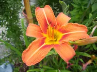 100_1136.webp