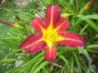 100_1137.webp