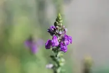 unbekannte Pflanze 2.webp