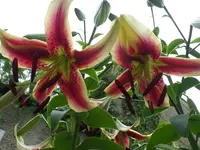 Lilie Scheherazade.webp