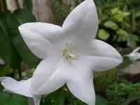 Ballonblume.webp