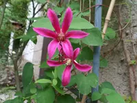Clematis Diana.webp