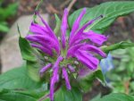 Monarda Blaustrumpf.JPG