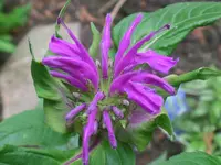 Monarda Blaustrumpf.webp