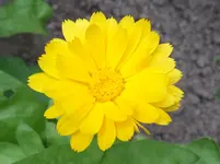 Ringelblume.webp