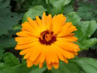 Ringelblume (2).webp