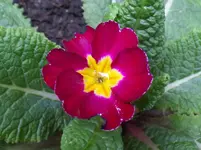 SAM_0487.webp