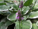 Stachys Hummelo.jpg