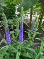 SAM_0501.webp