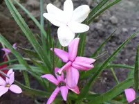 Garten-Grasstern.webp
