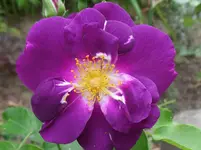 Rhapsody in blue (3).webp