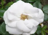 Aspirin.webp