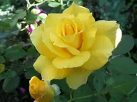 Goldina.webp