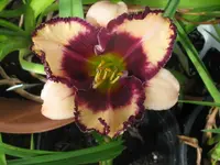 maureen faber2_1024x768.webp