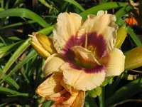 roswitha_1024x768.webp