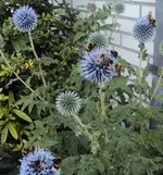 DSC04056 - 2013-07-30 - blaue kugeldisteln u hummeln.webp