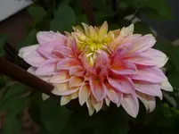 P1080071.webp